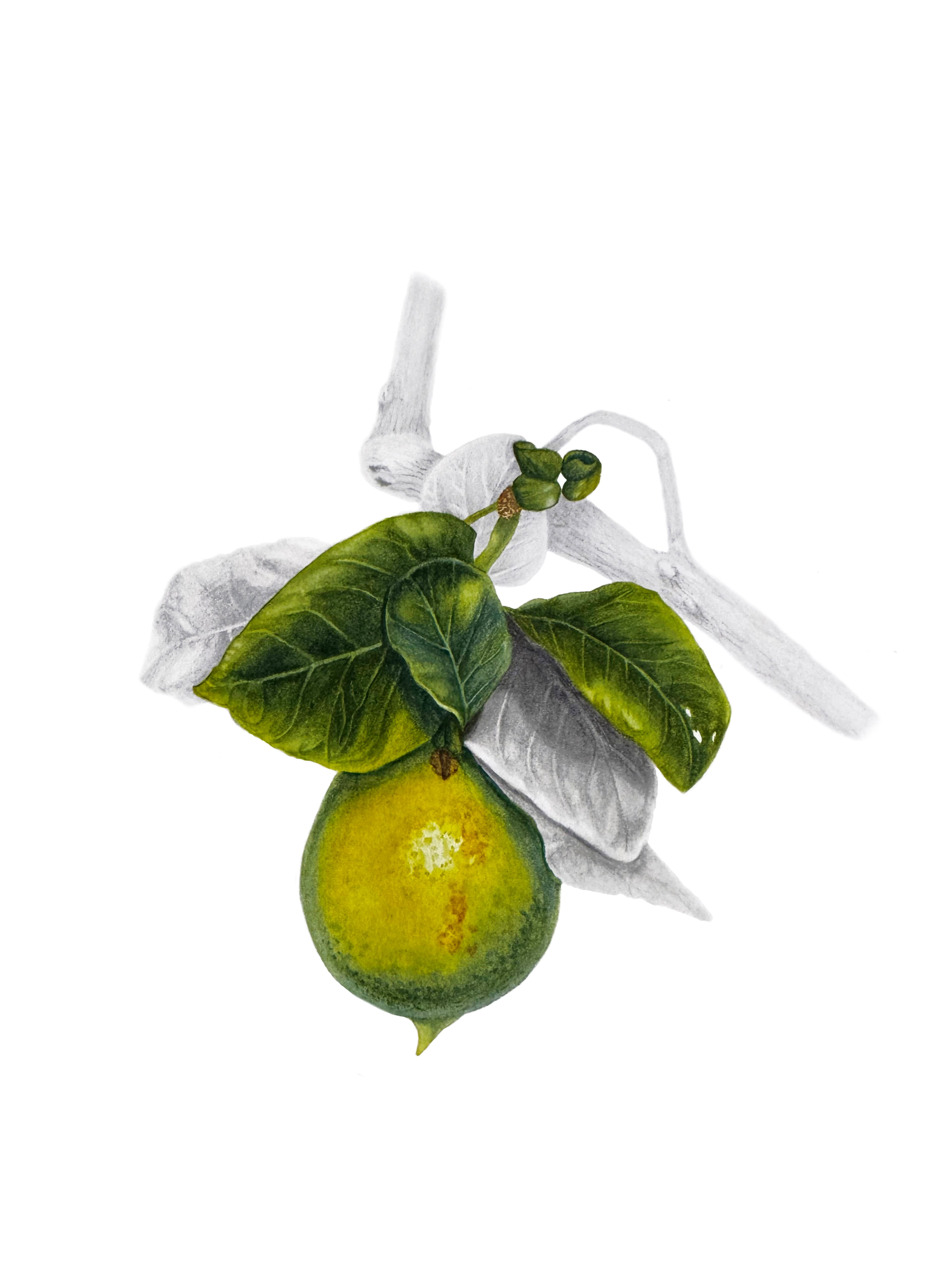 Citrus Silence
