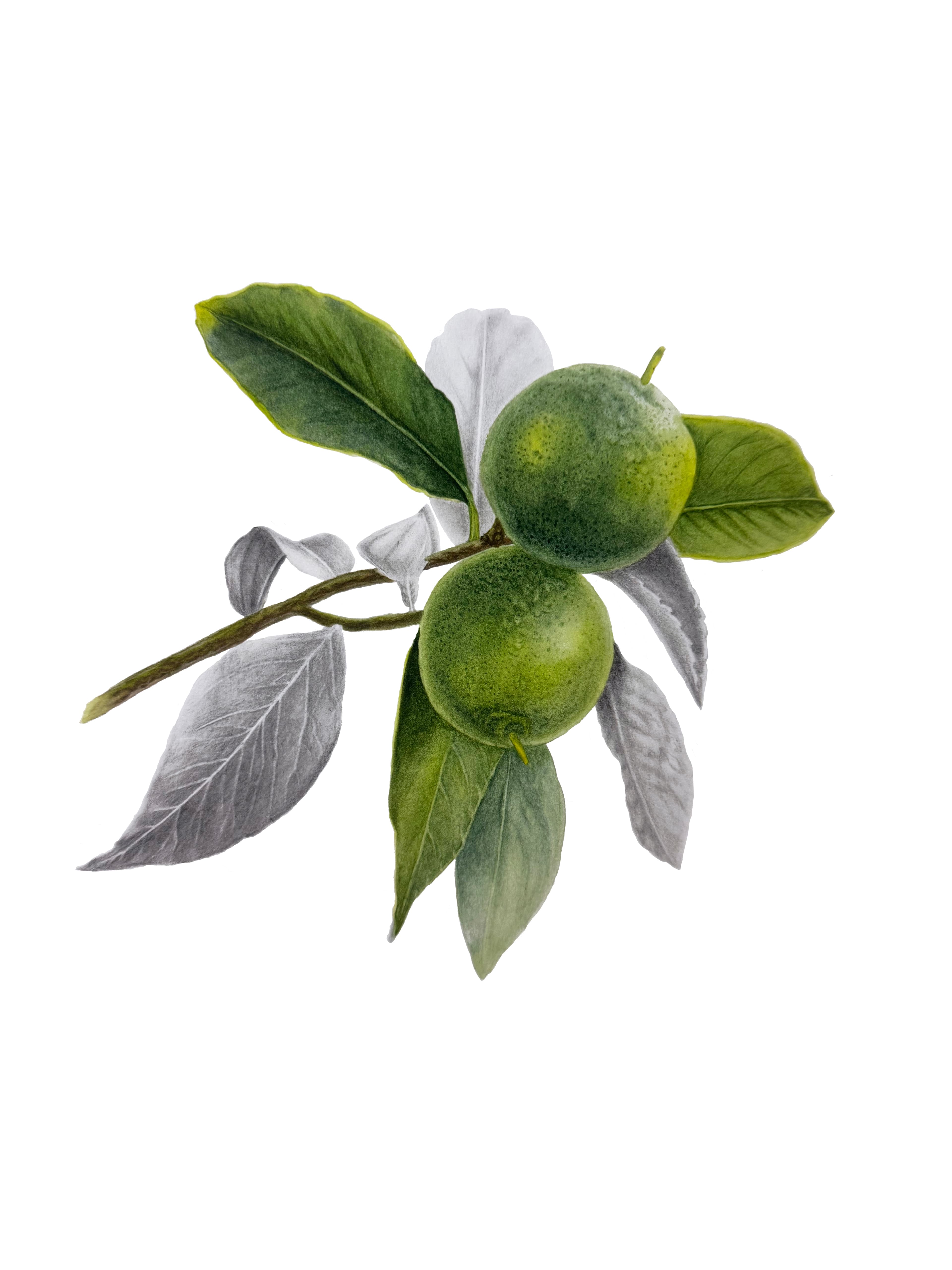 Twin Limes