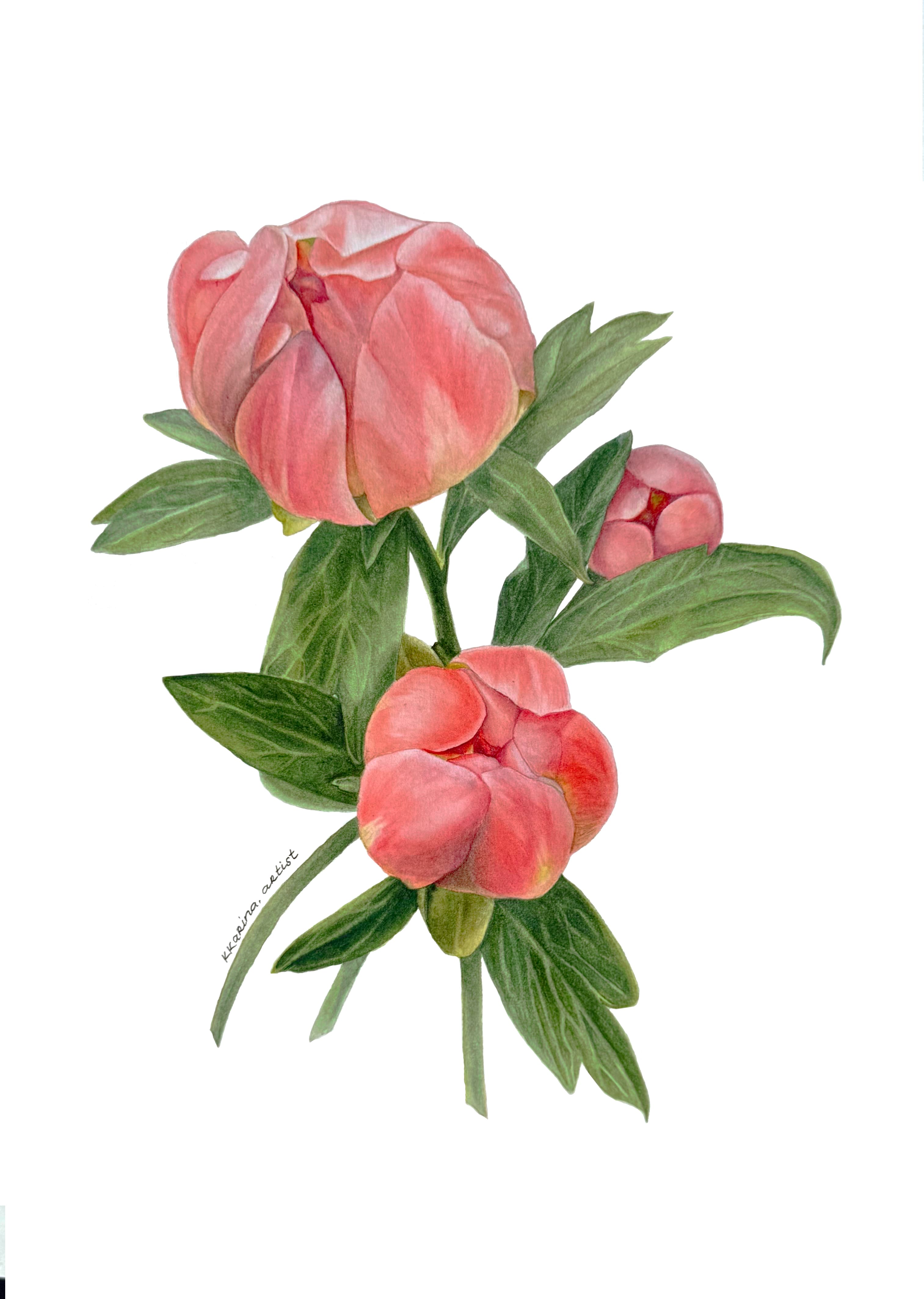 Hawaiian Coral Peonies