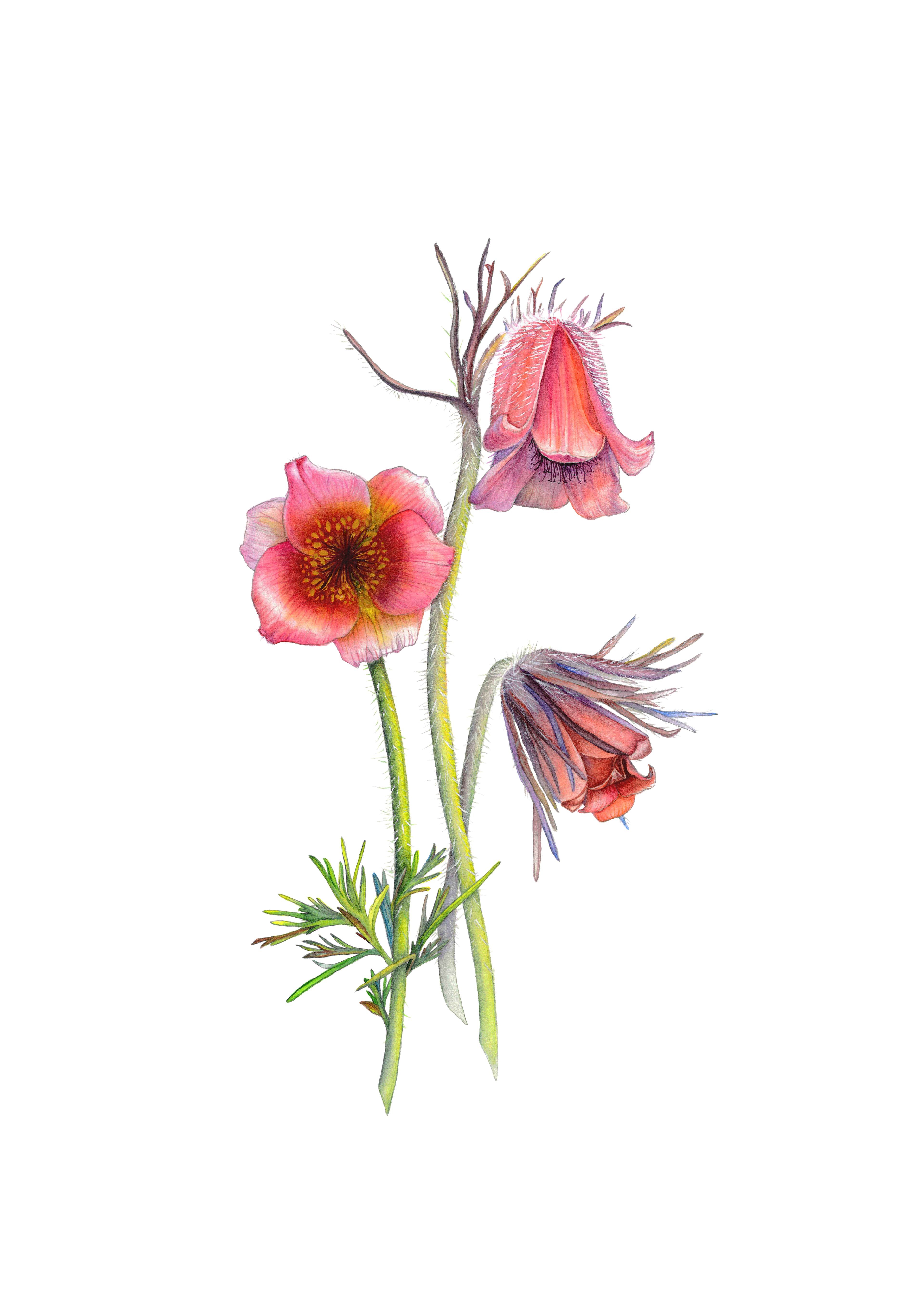 Pulsatilla