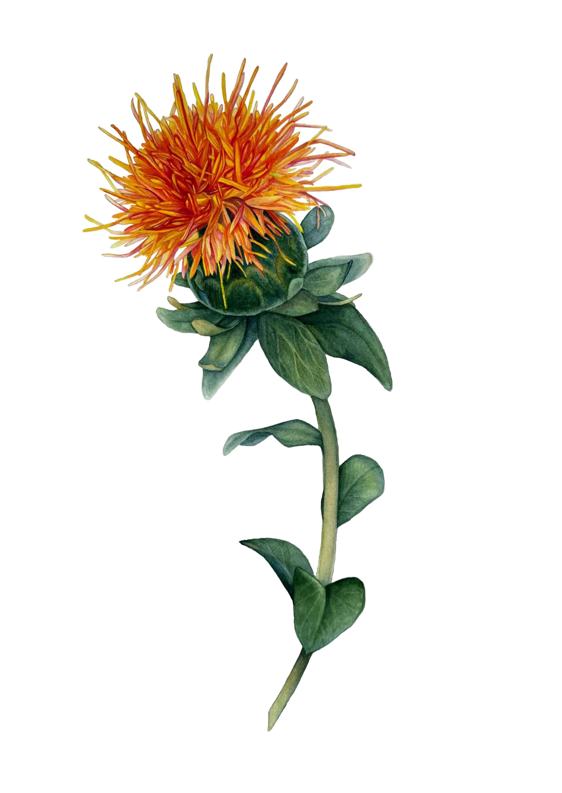 Safflower